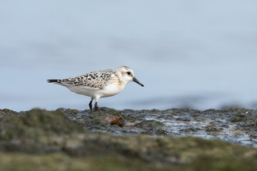 Sanderling (Calidris alba), juvenile searching food among algae and seaweed. Baltic Sea, Poland.