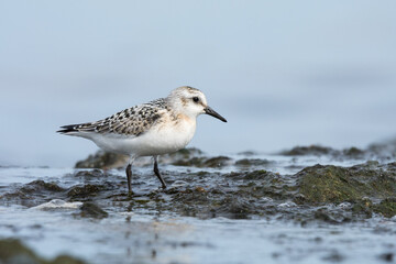 Sanderling (Calidris alba), juvenile searching food among algae and seaweed. Baltic Sea, Poland.