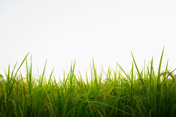 The rip paddy plant closeup white sky background