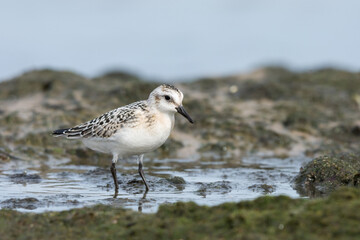 Sanderling (Calidris alba), juvenile searching food among algae and seaweed. Baltic Sea, Poland.