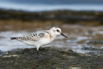 Sanderling (Calidris alba), juvenile searching food among algae and seaweed. Baltic Sea, Poland.