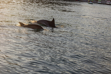 Before sunset, a pair of dolphins swim away from the beach in the wild.
