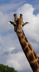 Fototapeta premium Girafe