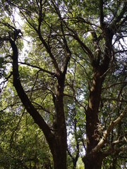 Obraz premium forest