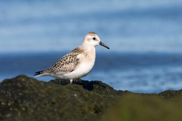 Sanderling (Calidris alba), juvenile standing on hardened algae against the backdrop of blue sea water. Baltic Sea, Poland.