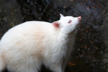 North American albino raccoon (in german Waschbär) Procyon lotor