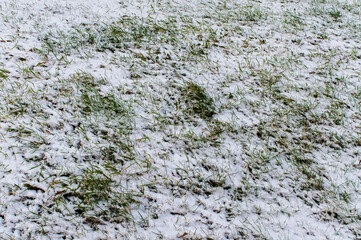 The first snow fell on the green grass. Winter background, copy space