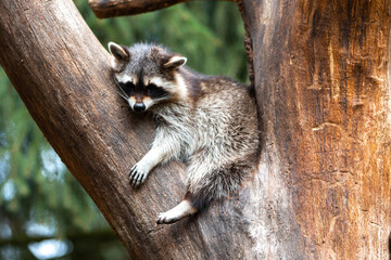 North American raccoon (in german Waschbär) Procyon lotor