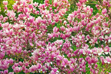 Floral background. Flowering of Magnolia tree ( Magnolia soulangeana )  on sunny spring day