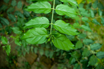 Fototapeta na wymiar Jasmine or Jui flowers plants of Bangladesh