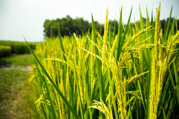 Green yellow and rip paddy plant closeup background