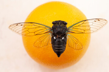 Cicada sits on an orange, large cicada close-up