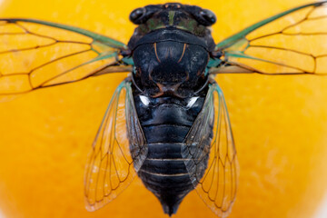 Cicada sits on an orange, large cicada close-up