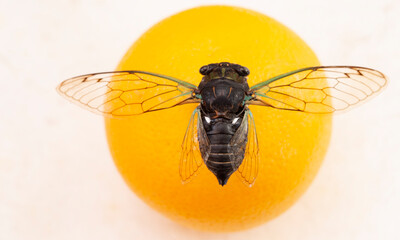 Cicada sits on an orange, large cicada close-up