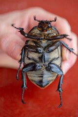 Mexican big beetle, macro photography