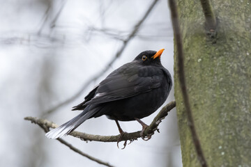 Color aberration in birds - partly leucistic or progressive greying Blackbird (Turdus merula), with white feathers on the wings and tail, perched on a tree branch in the park
