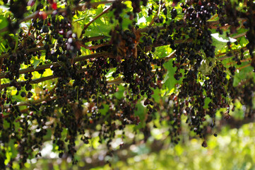 Vignoble italien du Sud-Tyrol