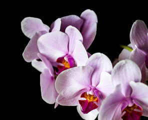 Naklejka na ściany i meble A macro picture of Phalaenopsis flower. Pastel colored orchid flowers isolated on black background.