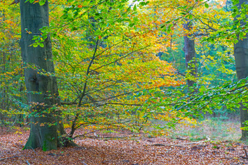 Trees in autumn colors in a forest in bright sunlight at fall, Baarn, Lage Vuursche, Utrecht, The Netherlands, October 23, 2020