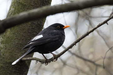 Color aberration in birds - partly leucistic or progressive greying Blackbird (Turdus merula), with white feathers on the wings and tail, perched on a tree branch in the park