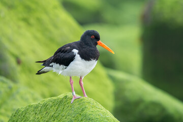 Eurasian oystercatcher (Haematopus ostralegus) sitting on a stone covered with algae amongst other green stones