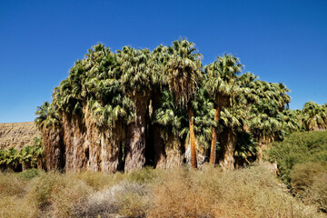 palms in the desert