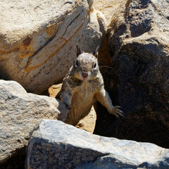 squirrel between rocks
