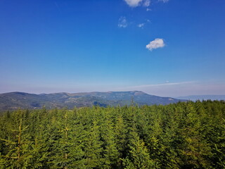 View of the mountains above the trees.
