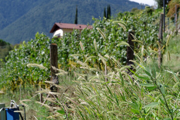 Herbes sauvages devant un vignoble