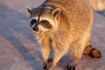 Raccoons are walking on the pier, the raccoon is resting