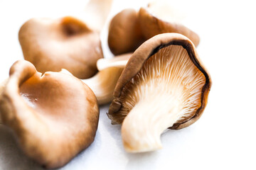 Mushrooms on White Background
