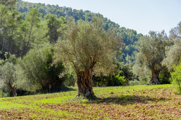 lonely olive tree in the middle of the field with noon sun