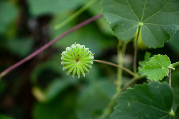 Another close up macro grass fruit outside of the home