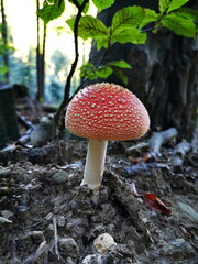 A red fly agaric in the forest.