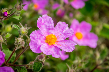 flowers in the garden