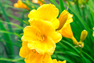 Yellow flowers of daylilies. Hello spring
