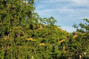 Many yellow iguana - albino sit on a tree