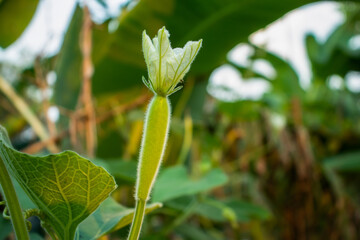 Obraz premium Bottle gourd or Pumpkin with flowers also a great food