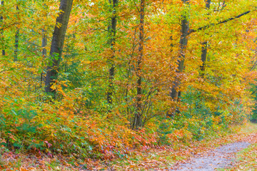 Trees in autumn colors in a forest in bright sunlight at fall, Baarn, Lage Vuursche, Utrecht, The Netherlands, October 23, 2020