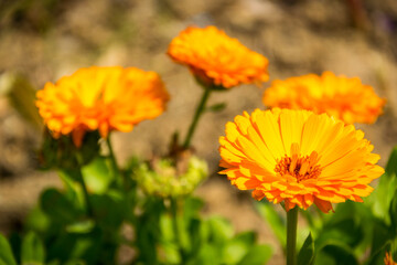 yellow flowers in a field