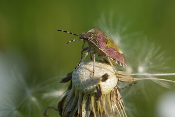 Hairy Shieldbug also known as Sloe bug (Dolycoris baccarum) perched on a dandelion
