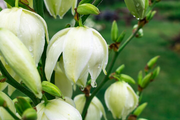 White Yucca flowers on a green background