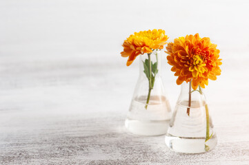 Orange flowers in glass pot