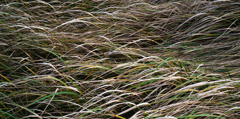 tekstura naturalnej trawy na łące  © Michael