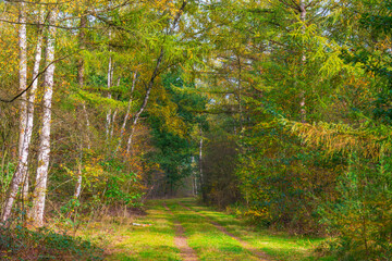 Trees in autumn colors in a forest in bright sunlight at fall, Baarn, Lage Vuursche, Utrecht, The Netherlands, October 23, 2020