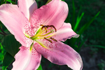 Fototapeta na wymiar Pink flower Lily Josephine variety 