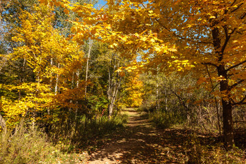 Fototapeta na wymiar Colorful autumn maples greet the hiker on this trail within the Pike Lake Unit, Kettle Moraine State Forest, Hartford, Wisconsin