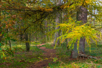Trees in autumn colors in a forest in bright sunlight at fall, Baarn, Lage Vuursche, Utrecht, The...