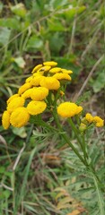 close up of yellow flower