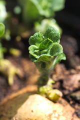 Detail of the first leaves of a potato sprout recently planted in a potLeaves of a sprout of a...